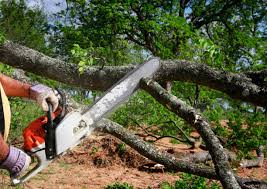 Best Soil Testing and Treatment  in Nuevo, CA