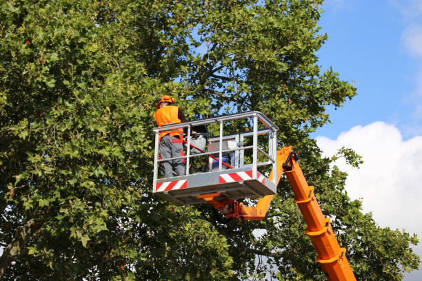Best Tree and Shrub Care  in Nuevo, CA