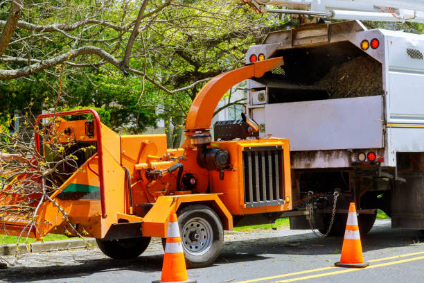 Best Seasonal Cleanup (Spring/Fall)  in Nuevo, CA