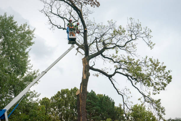 Best Tree Maintenance Programs  in Nuevo, CA
